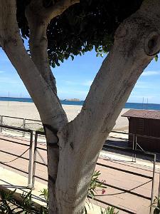 Carboneras  (1)